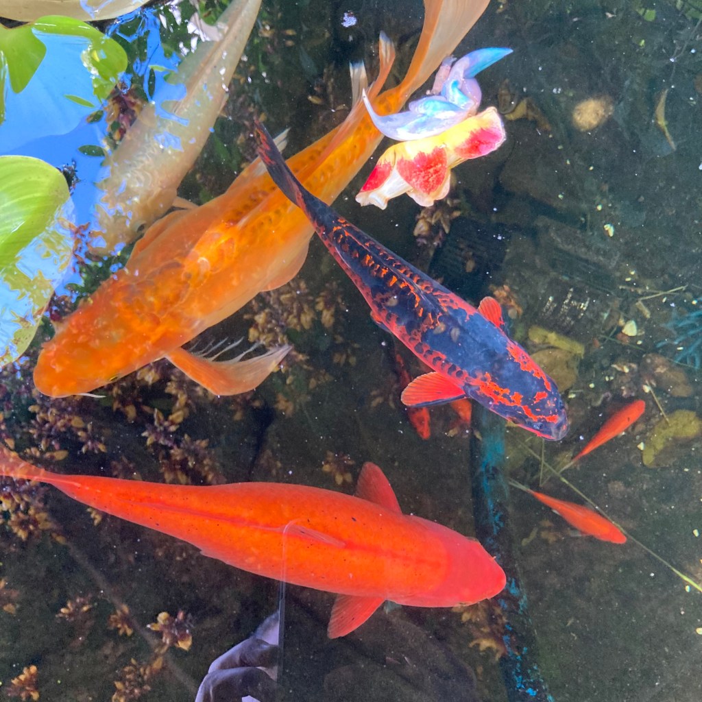 Ornamental Koi pond in Santa Gertrudis de Grecia, Costa Rica with some crazy colored hanging flowers!